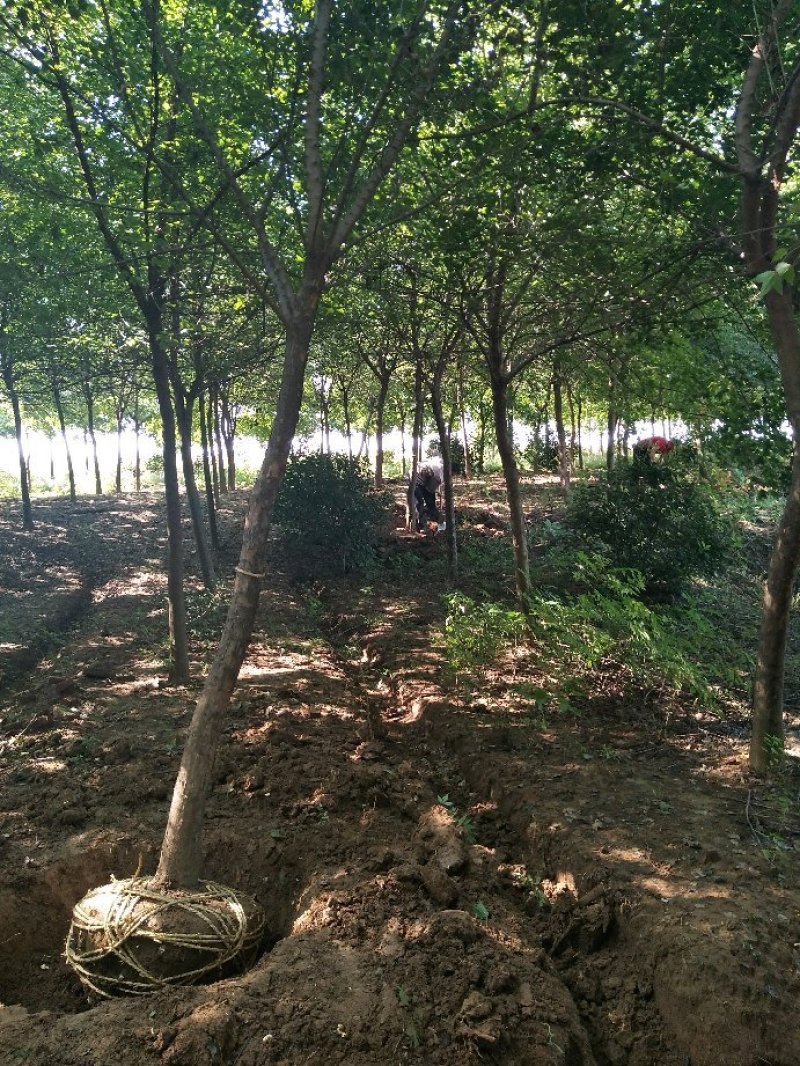 三角枫价格风景行道树三角枫基地工程苗供应