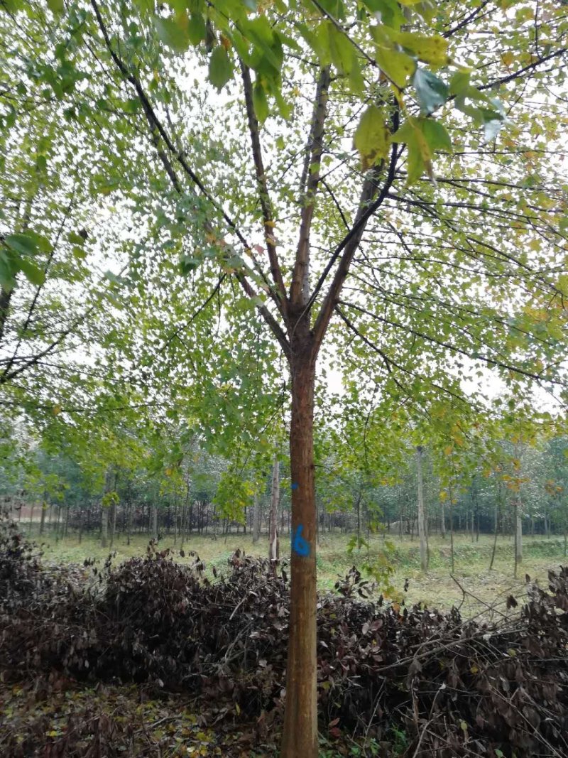 三角枫价格风景行道树三角枫基地工程苗供应