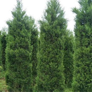 供应蜀桧塔柏圆柏1-4米蜀桧价格天昱生态苗木
