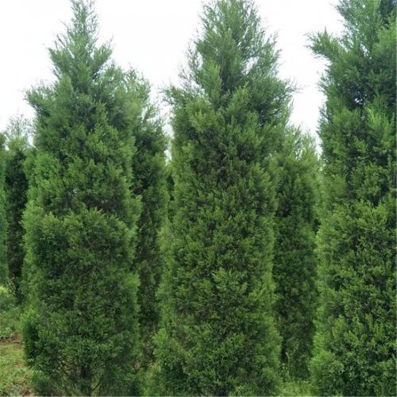 供应蜀桧塔柏圆柏1-4米蜀桧价格天昱生态苗木