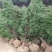 供应蜀桧塔柏圆柏1-4米蜀桧价格天昱生态苗木