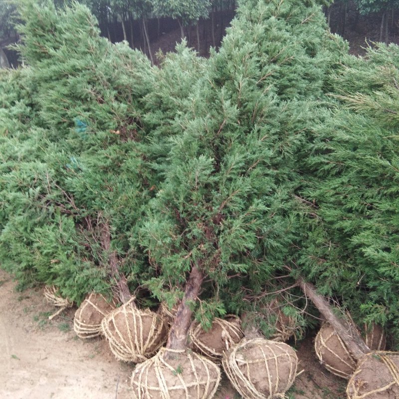 供应蜀桧塔柏圆柏1-4米蜀桧价格天昱生态苗木