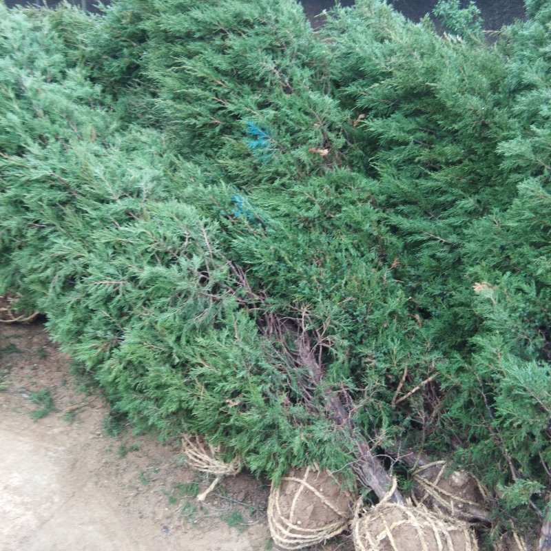 供应蜀桧塔柏圆柏1-4米蜀桧价格天昱生态苗木
