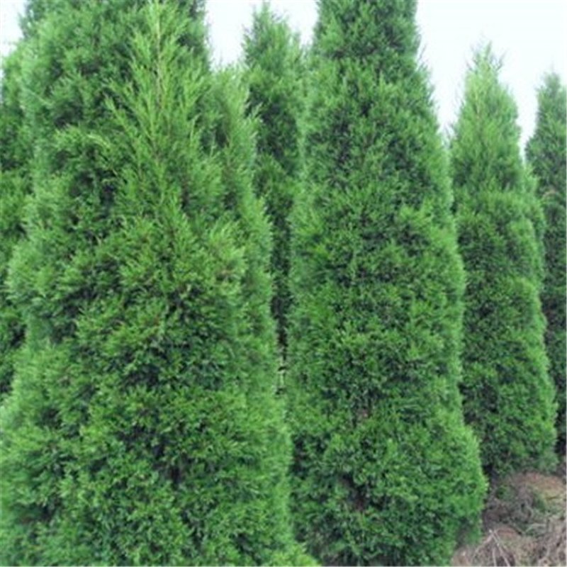 供应蜀桧塔柏圆柏1-4米蜀桧价格天昱生态苗木