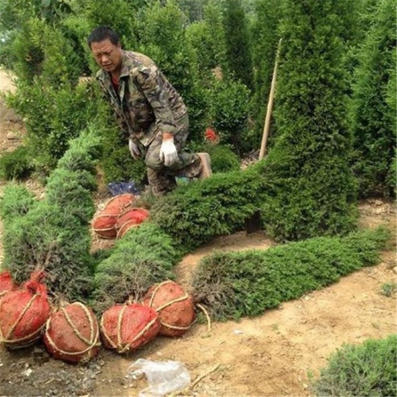供应蜀桧塔柏圆柏1-4米蜀桧价格天昱生态苗木