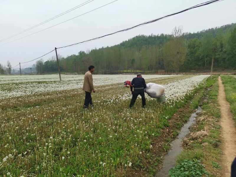 蒲公英一件代发可以药用也可以观赏种子大量供货中