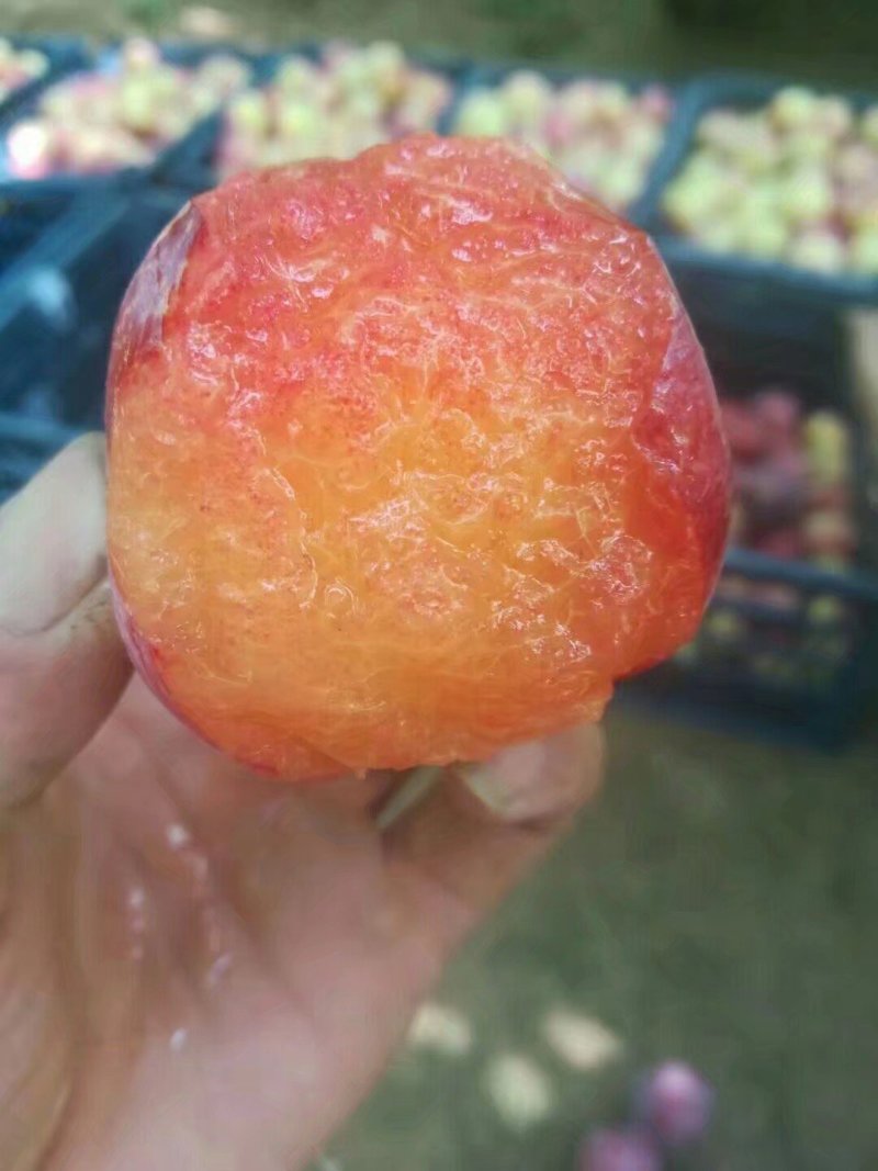 河北雪花李！果霜如雪，香如玫瑰！面积广，价格低！！！