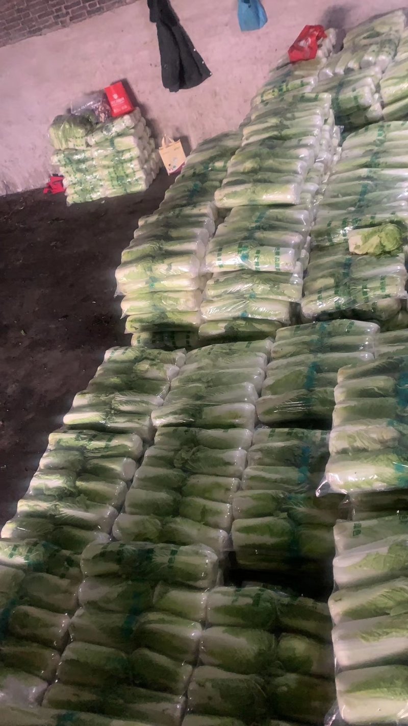 滦南大白菜大量供应中需要抓紧
