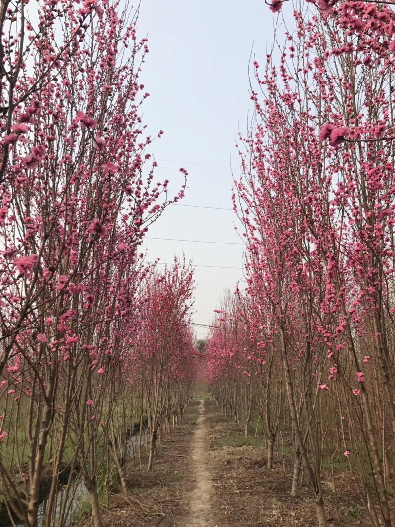 招手桃，四川招手桃基地出售，成都照手桃批发价格
