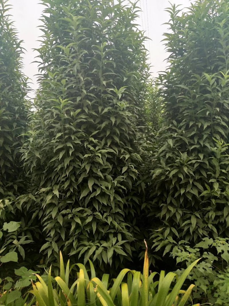 招手桃，四川招手桃基地出售，成都照手桃批发价格