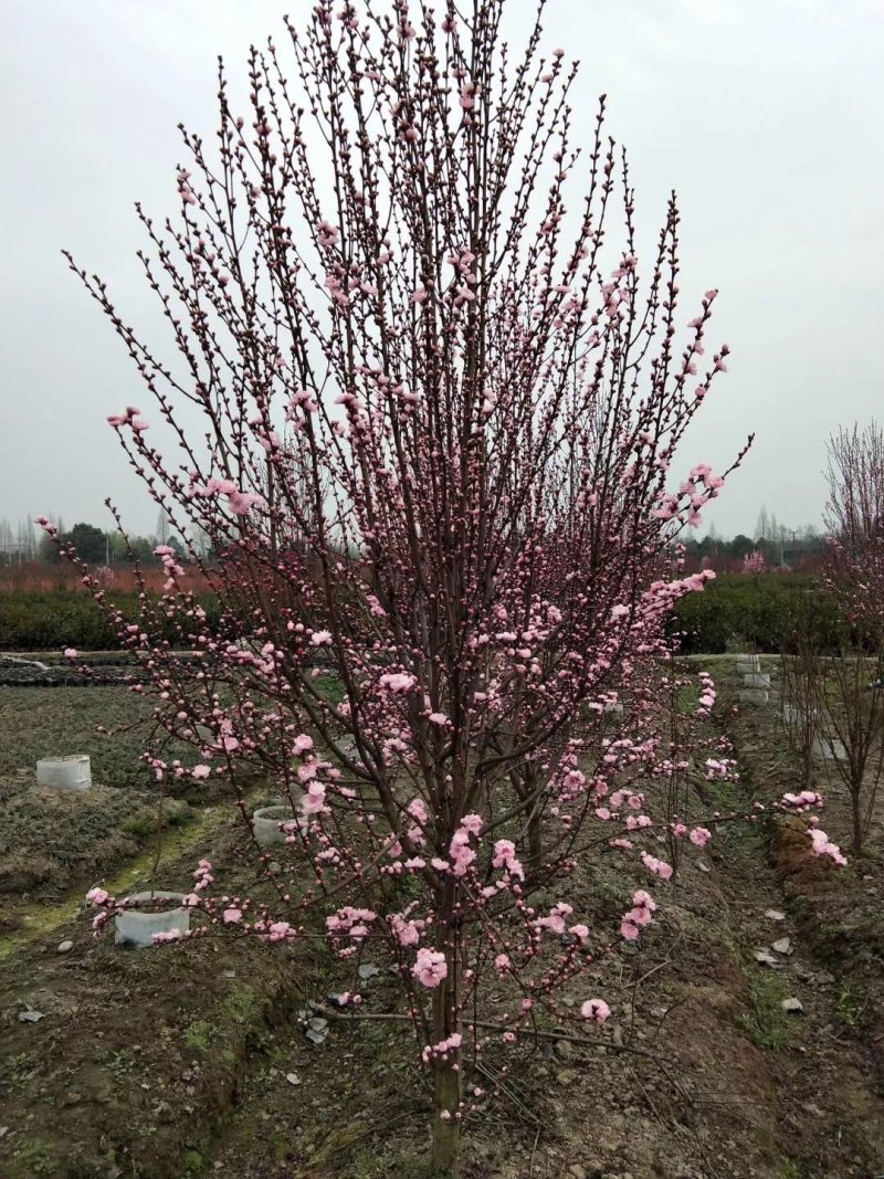 招手桃，四川招手桃基地出售，成都照手桃批发价格