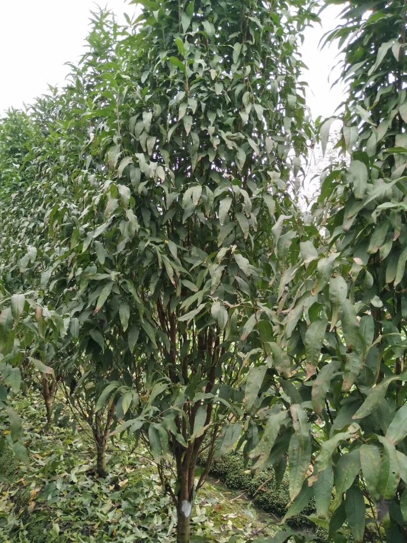 招手桃，四川招手桃基地出售，成都照手桃批发价格
