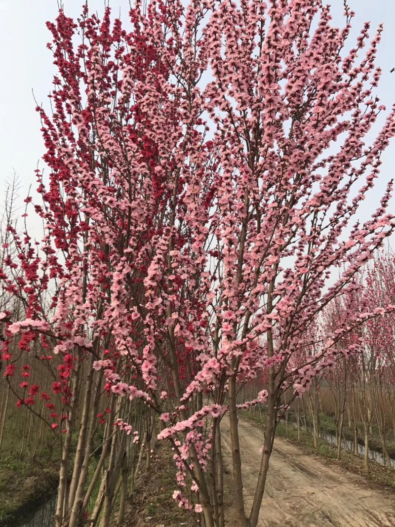 招手桃，四川招手桃基地出售，成都照手桃批发价格