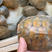 大量批发巴西龟红耳巴西翡翠巴西大小规格其全
