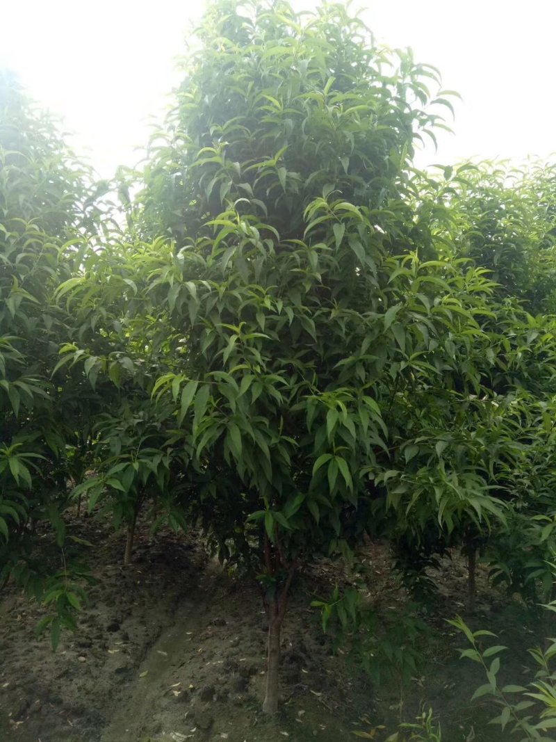 龙柱碧桃，日本丽桃，四川碧桃基地出售，成都桃树批发价格