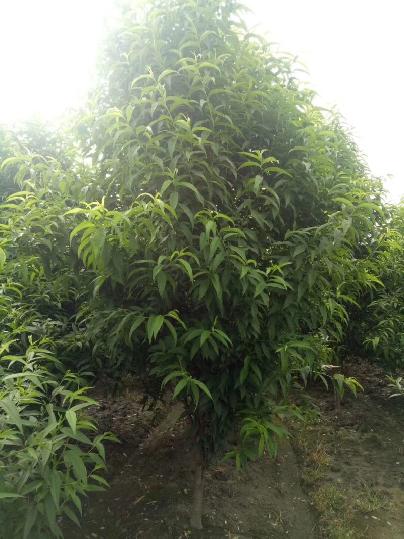 龙柱碧桃，日本丽桃，四川碧桃基地出售，成都桃树批发价格