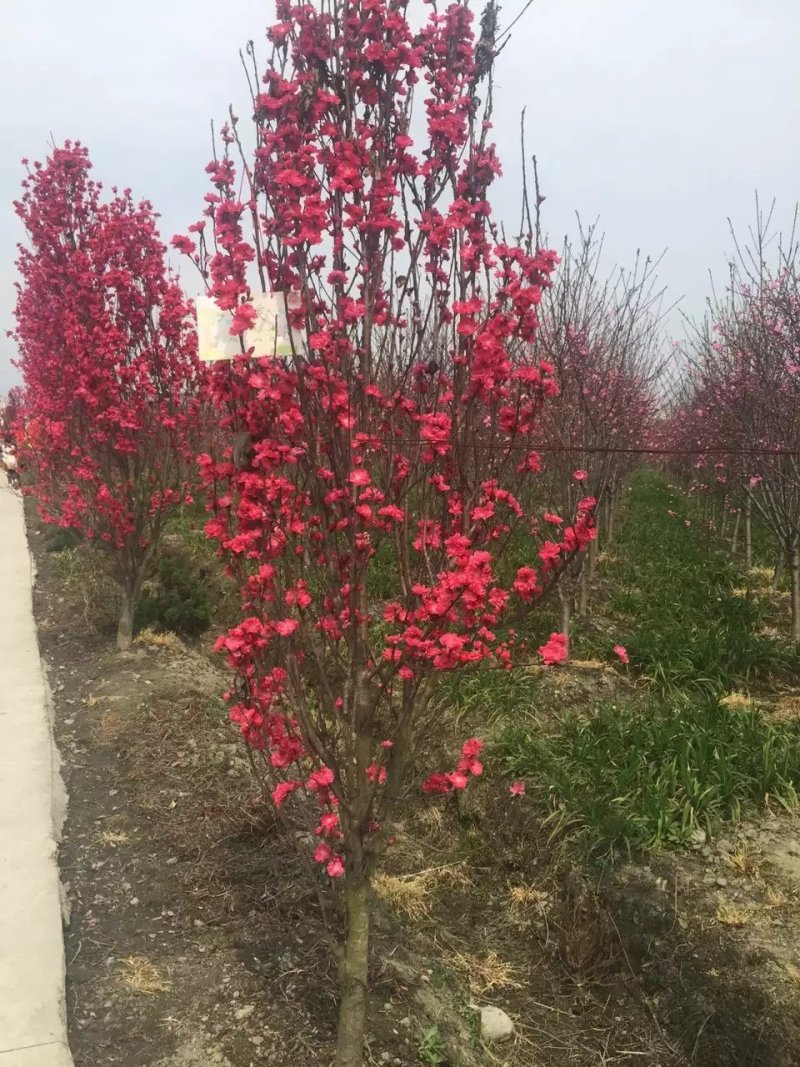 龙柱碧桃，日本丽桃，四川碧桃基地出售，成都桃树批发价格