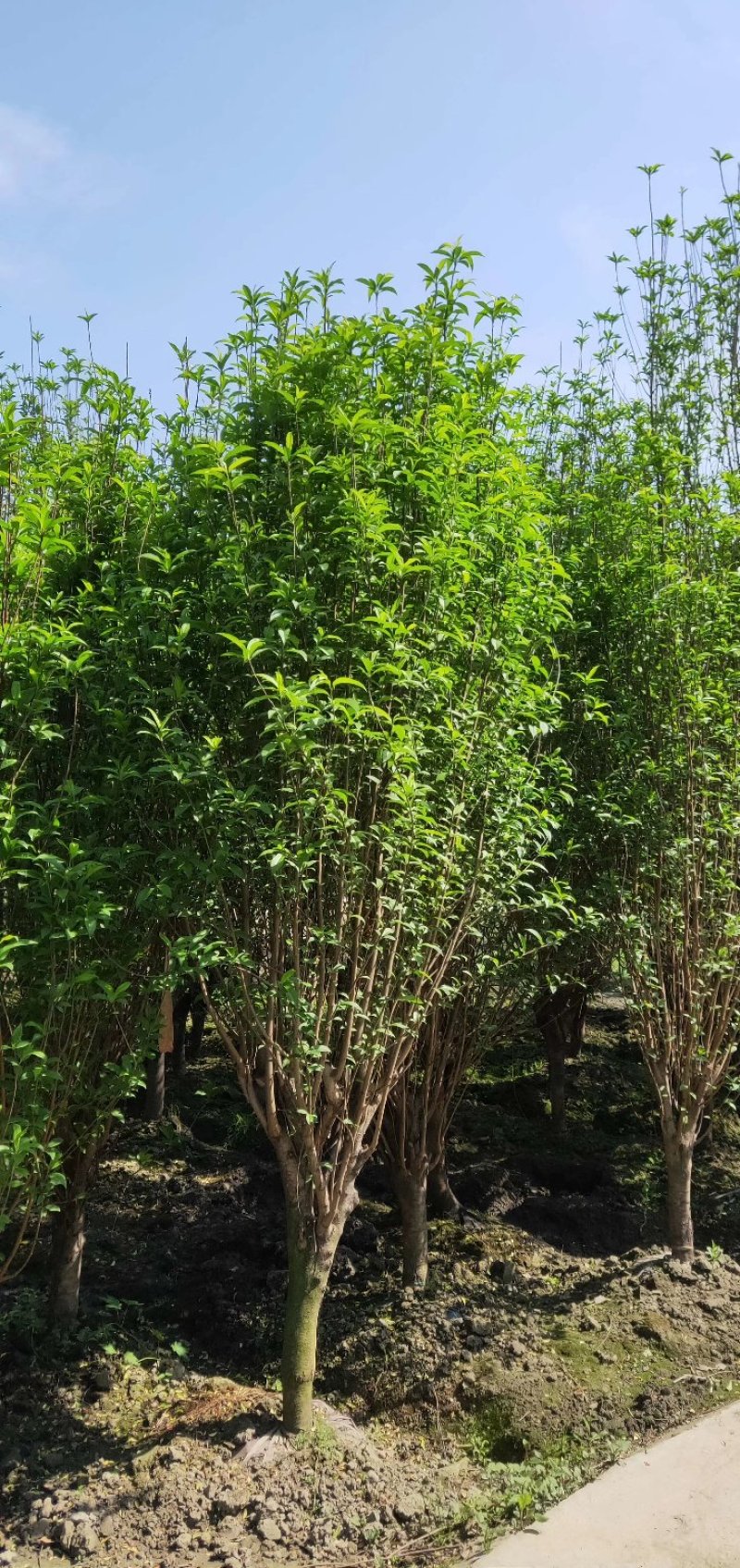 龙柱碧桃，日本丽桃，四川碧桃基地出售，成都桃树批发价格
