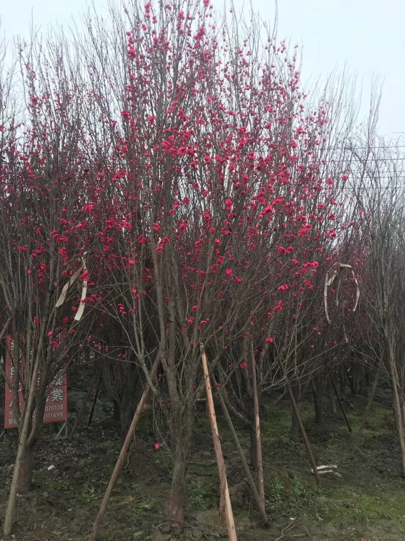 龙柱碧桃，日本丽桃，四川碧桃基地出售，成都桃树批发价格