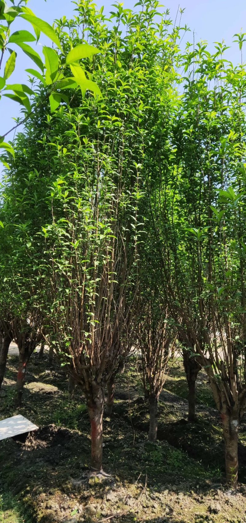 龙柱碧桃，日本丽桃，四川碧桃基地出售，成都桃树批发价格