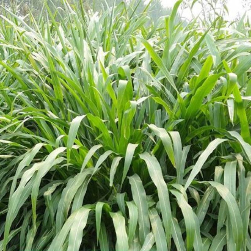 墨西哥玉米草种子高产四季耐旱大叶猪羊鱼牧草种