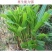 墨西哥玉米草种子高产四季耐旱大叶猪羊鱼牧草种
