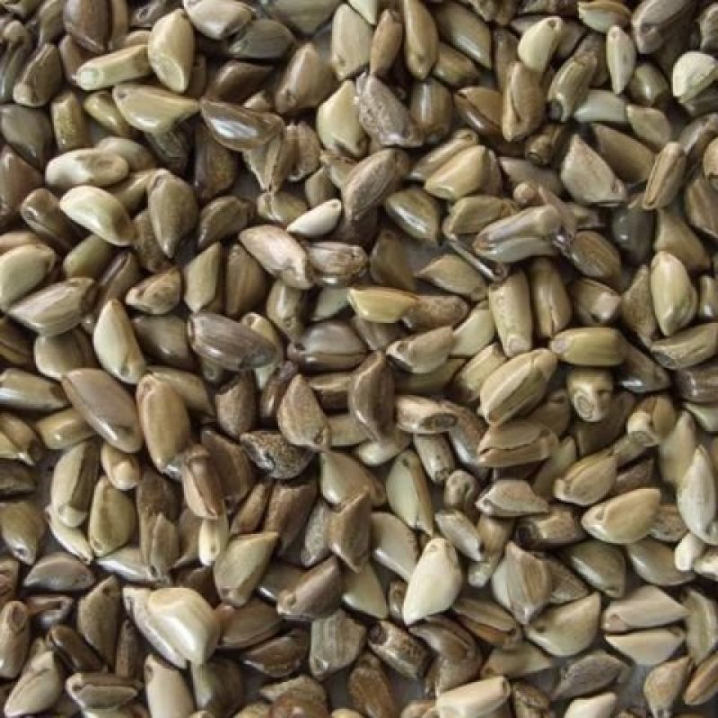 墨西哥玉米草种子高产四季耐旱大叶猪羊鱼牧草种