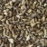 墨西哥玉米草种子高产四季耐旱大叶猪羊鱼牧草种