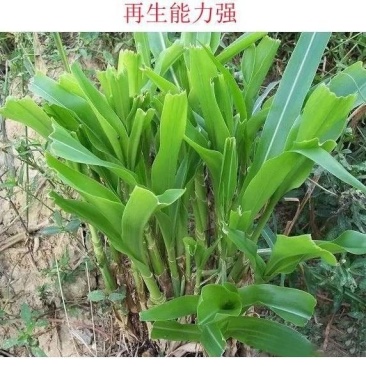墨西哥玉米草种子高产四季耐旱大叶猪羊鱼牧草种