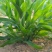 墨西哥玉米草种子高产四季耐旱大叶猪羊鱼牧草种