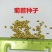 菊苣种籽四季牧草种子猪羊牛兔鸡鸭鹅多年生南北高产养殖鱼草