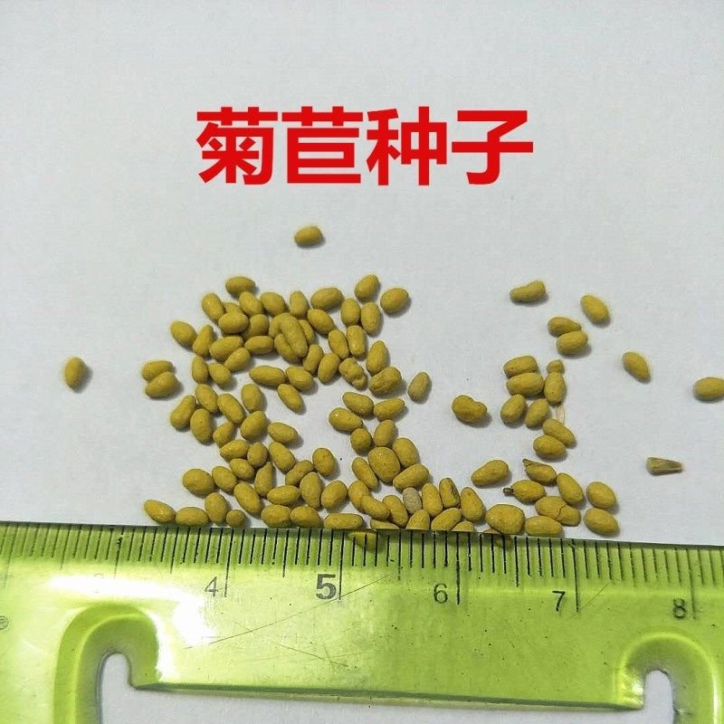 菊苣种籽四季牧草种子猪羊牛兔鸡鸭鹅多年生南北高产养殖鱼草