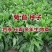 菊苣种籽四季牧草种子猪羊牛兔鸡鸭鹅多年生南北高产养殖鱼草