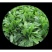 菊苣种籽四季牧草种子猪羊牛兔鸡鸭鹅多年生南北高产养殖鱼草