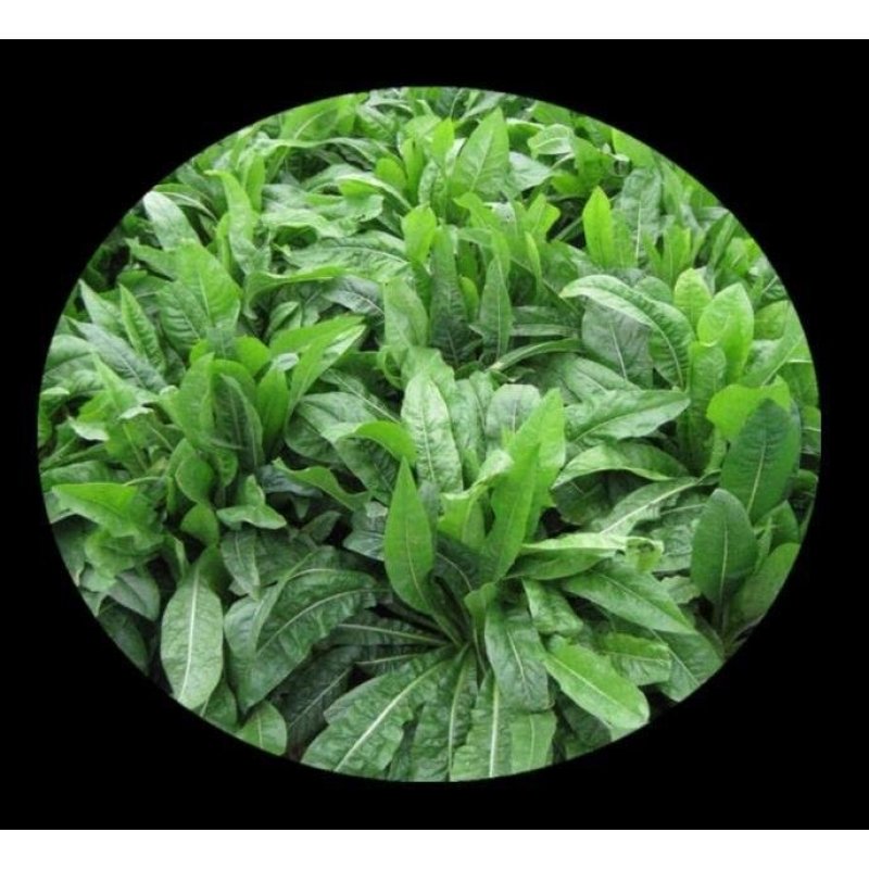 菊苣种籽四季牧草种子猪羊牛兔鸡鸭鹅多年生南北高产养殖鱼草
