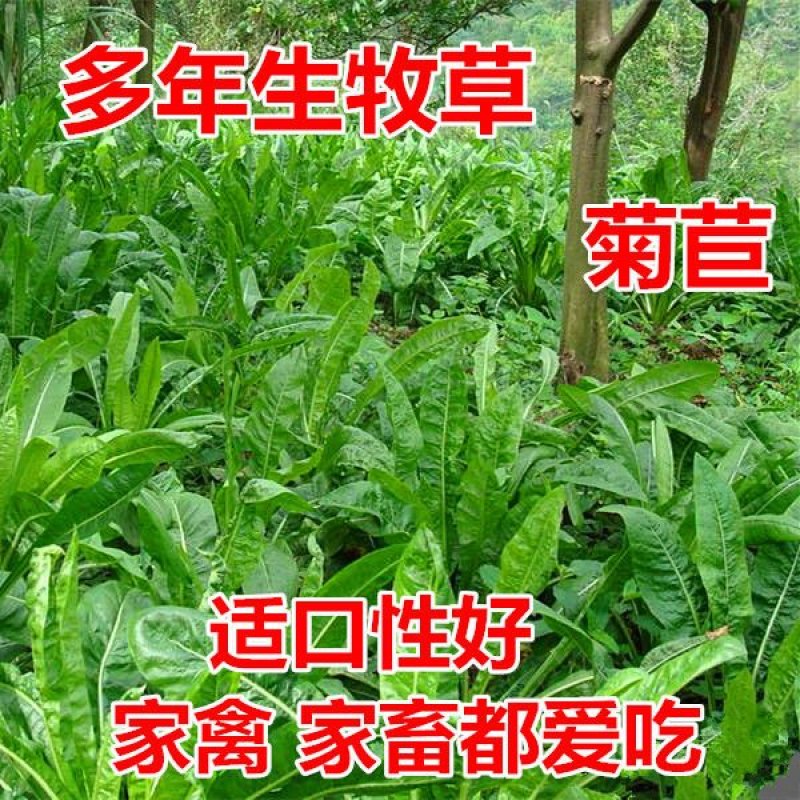 菊苣种籽四季牧草种子猪羊牛兔鸡鸭鹅多年生南北高产养殖鱼草