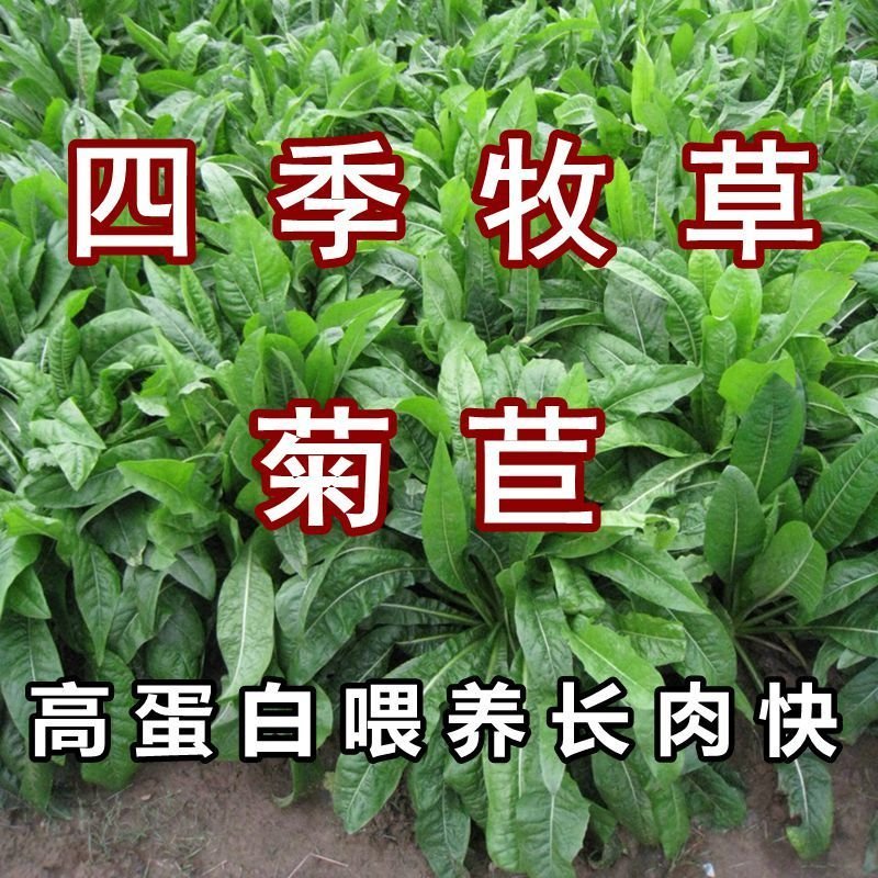 菊苣种籽四季牧草种子猪羊牛兔鸡鸭鹅多年生南北高产养殖鱼草