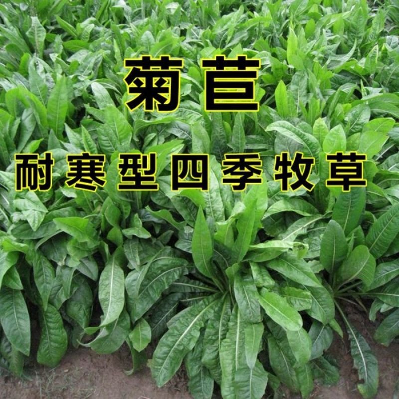菊苣种籽四季牧草种子猪羊牛兔鸡鸭鹅多年生南北高产养殖鱼草