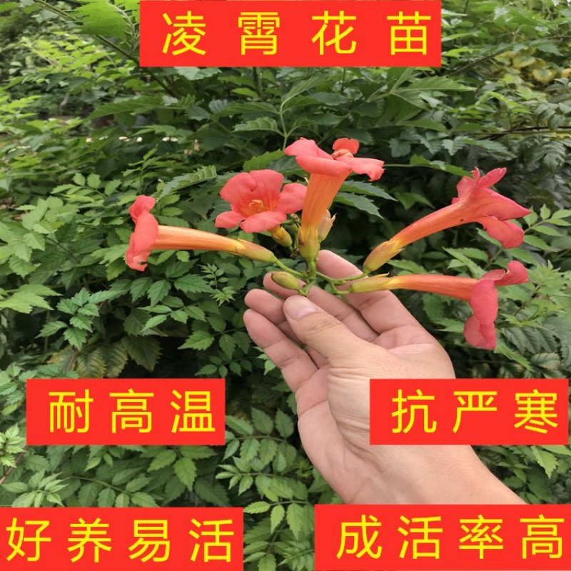 大红凌霄花苗爬藤厉害凌霄花苗美国凌霄花苗南北方种植