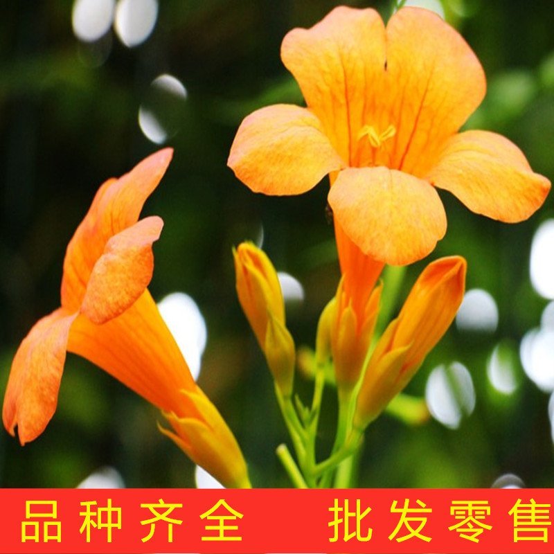 大红凌霄花苗爬藤厉害凌霄花苗美国凌霄花苗南北方种植