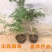 大红凌霄花苗爬藤厉害凌霄花苗美国凌霄花苗南北方种植