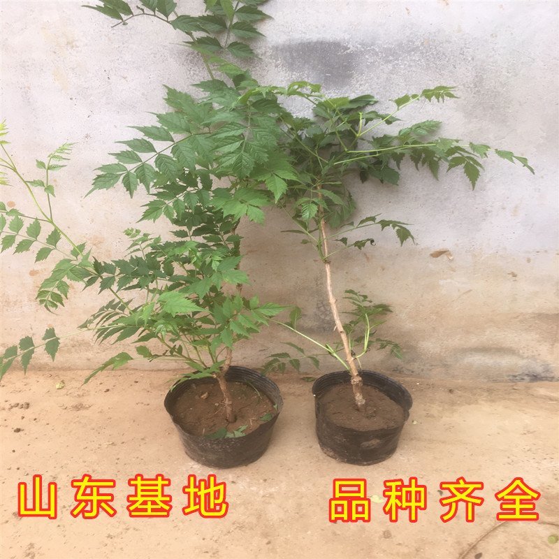 大红凌霄花苗爬藤厉害凌霄花苗美国凌霄花苗南北方种植