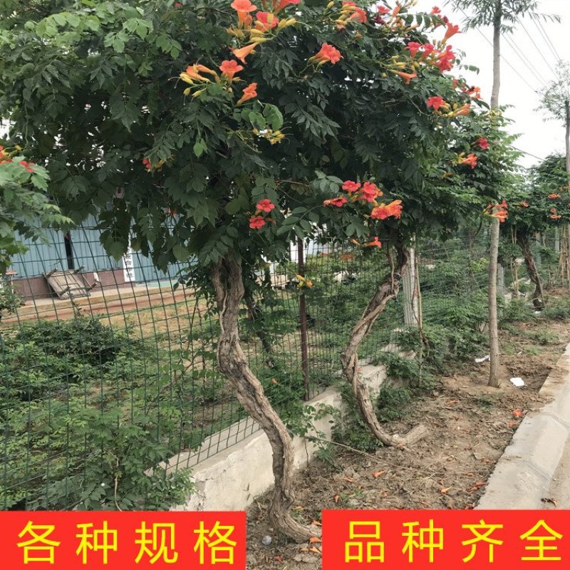 大红凌霄花苗爬藤厉害凌霄花苗美国凌霄花苗南北方种植