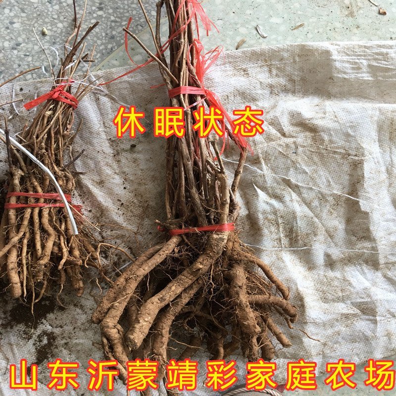 大红凌霄花苗爬藤厉害凌霄花苗美国凌霄花苗南北方种植