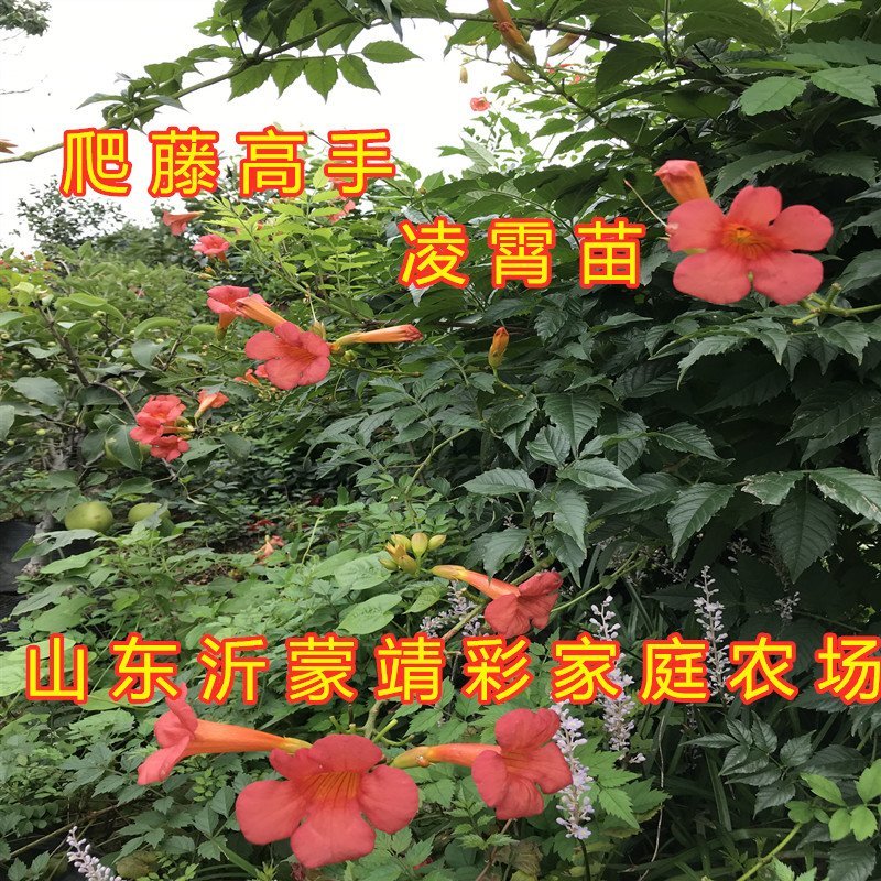 大红凌霄花苗爬藤厉害凌霄花苗美国凌霄花苗南北方种植