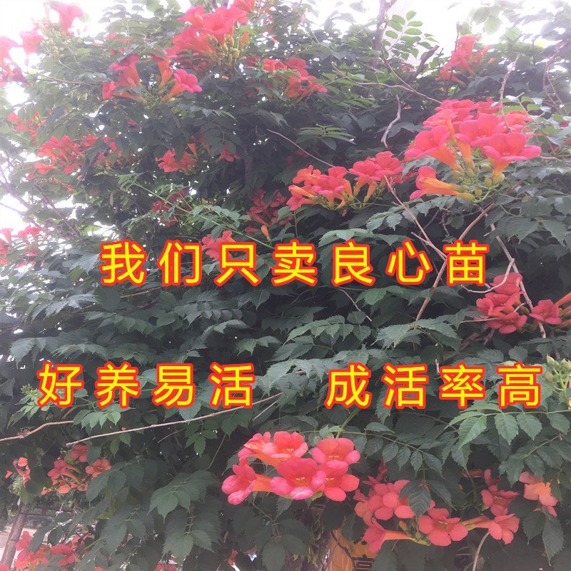 大红凌霄花苗爬藤厉害凌霄花苗美国凌霄花苗南北方种植
