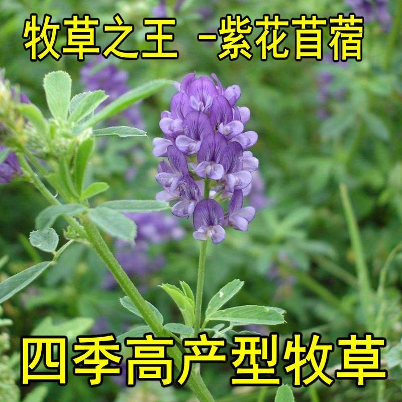 进口紫花苜蓿种子多年生苜蓿草种子四季常青牧草鸡鸭鹅牛羊鱼