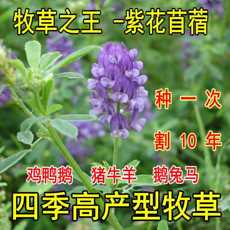 进口紫花苜蓿种子多年生苜蓿草种子四季常青牧草鸡鸭鹅牛羊鱼