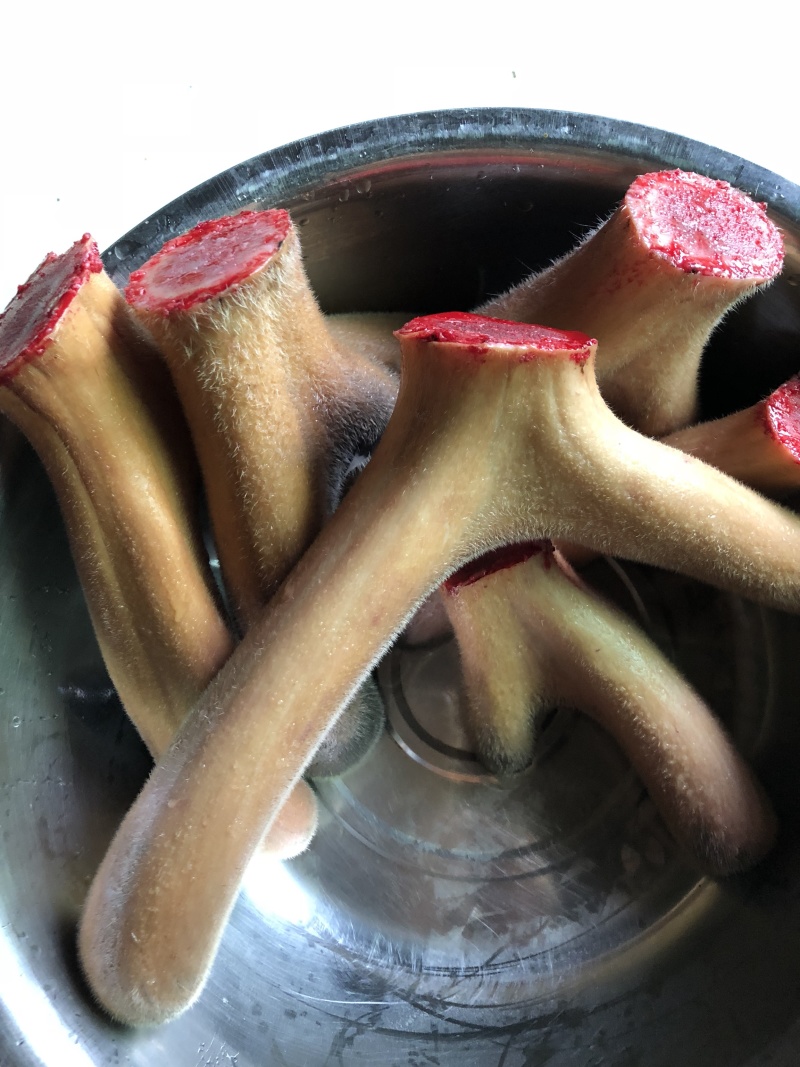 精品梅花鹿茸自养自销野草饲养东北亚种梅花鹿