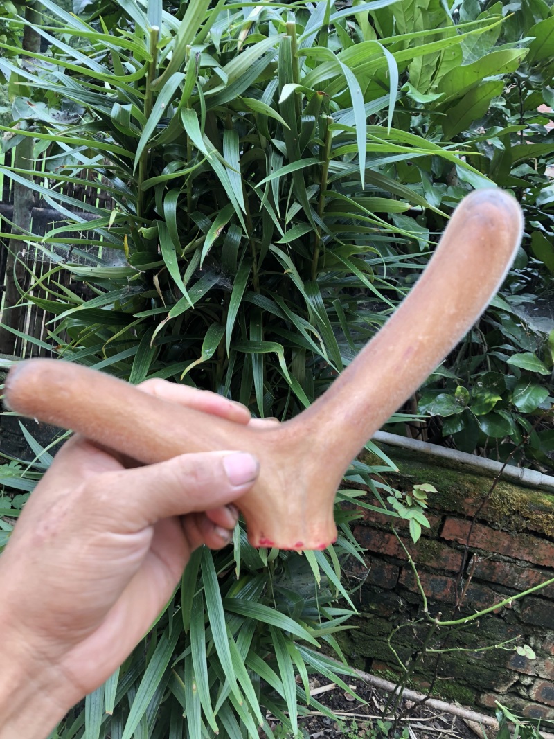 精品梅花鹿茸自养自销野草饲养东北亚种梅花鹿